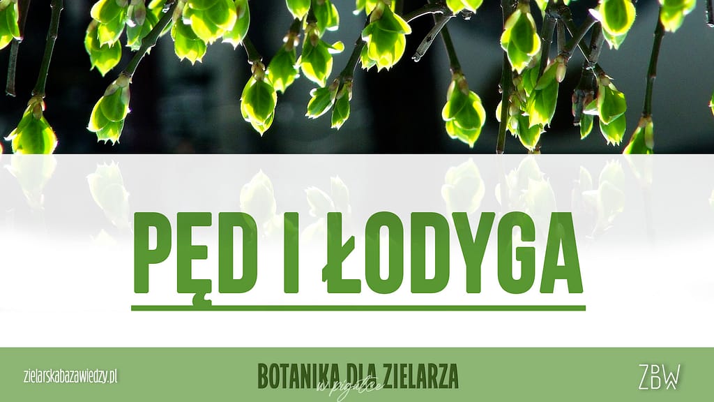 Botanika dla Zielarza w pigułce PĘD i ŁODYGA