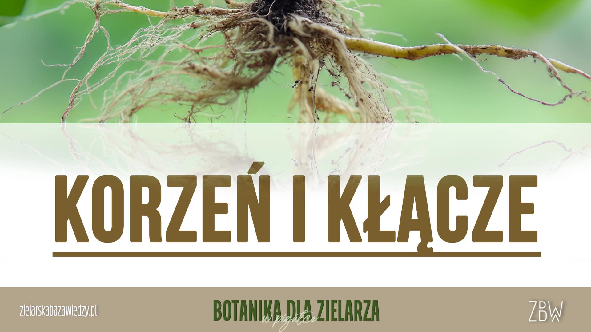 Botanika dla Zielarza KORZEŃ i KŁĄCZE